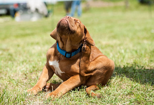 dogue de bordeaux welpen, flöhe attack - kratzer stock-fotos und bilder