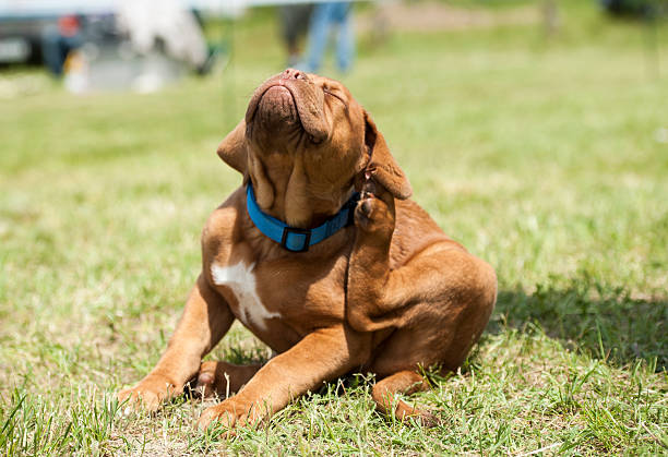Dogue de Bordeaux puppy, fleas attack Dogue de Bordeaux (French Mastiff) puppy trying to get rid off fleas. scratching stock pictures, royalty-free photos & images