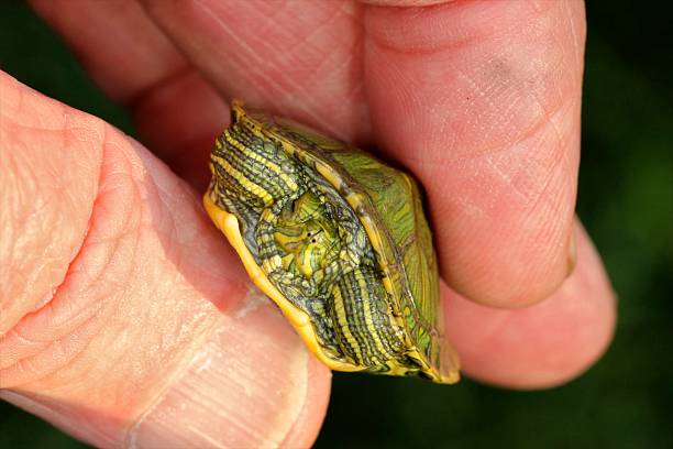 Turtle, Red-eared A baby Red-eared Turtle (Trachemys scripta elegans) draws its head into its shell, while the turtle was being held in the photographer's hand. coahuilan red eared turtle stock pictures, royalty-free photos & images