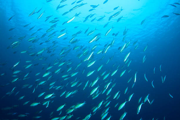 istock Shoal of Fish in Blue Water 471408979