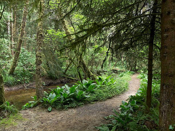 Forest Trail by Creek at Beverly Beach State Park Oregon