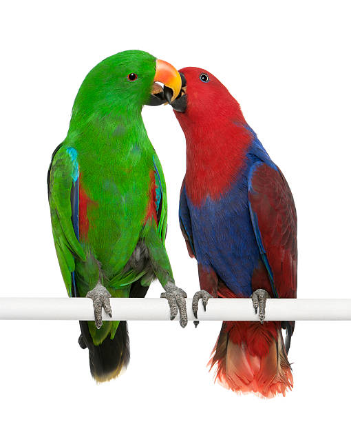 istock Male and Female Eclectus Parrots 471409383