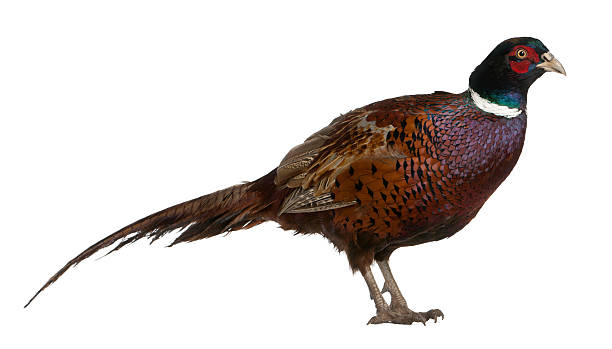 istock Phasianus colchicus or male European Common Pheasant 471409391