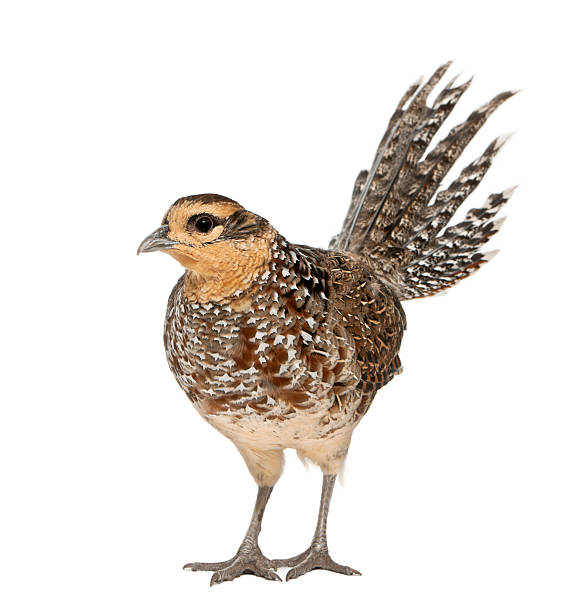 istock Female Reeves\\'s Pheasant, Syrmaticus reevesii 471409393