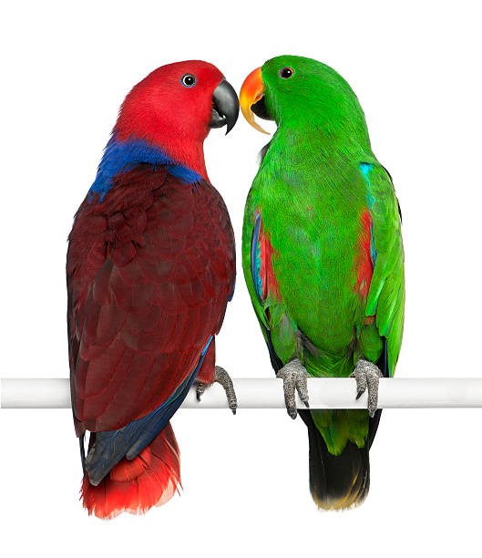 istock Male and Female Eclectus Parrots 471409395