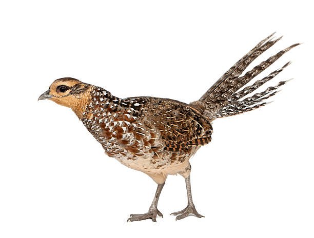 istock Female Reeves\\'s Pheasant, Syrmaticus reevesii 471409425