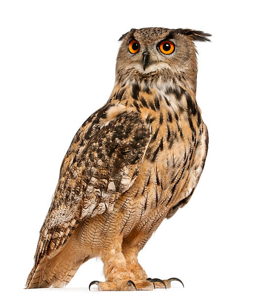 Eurasian Eagle-Owl Eurasian Eagle-Owl, Bubo bubo, a species of eagle owl, standing in front of white background owl stock pictures, royalty-free photos & images