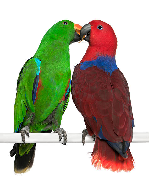 istock Male and Female Eclectus Parrots perching 471409433