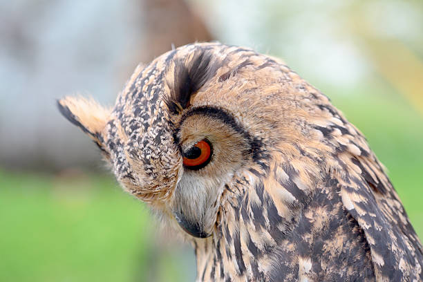 istock Portrait of an indian rock eagle-owl 471410368