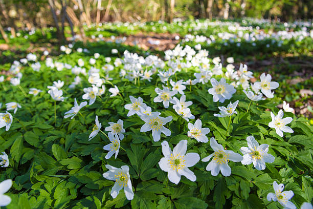 Many white anemones blossoming in spring sunshine. stock photo