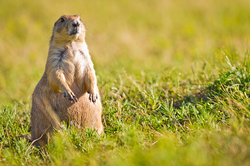 Closeup of a groundhog eating sunflower seeds