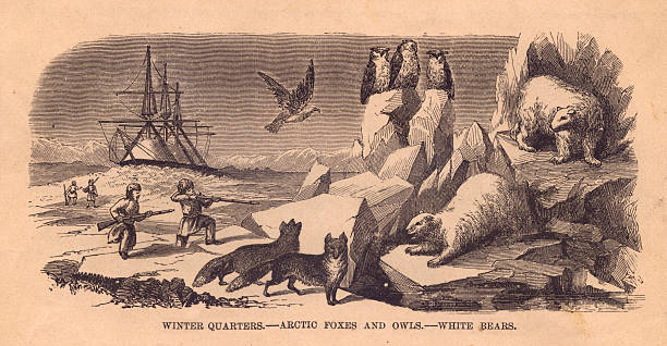 Black and White Illustration of Arctic Animals, From 1800's Old black and white illustration of some Arctic animals being hunted by men, from the 1800's. arctic fox stock illustrations