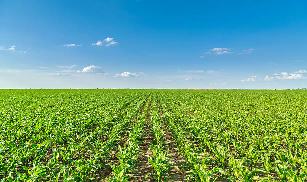 istock Growing corn field, green agricultural landscape 471413372