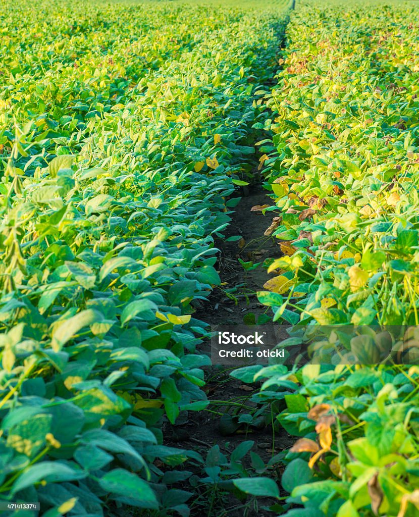 Campo de soja maduros antes de harvest, paisagem cultural - Foto de stock de 2015 royalty-free