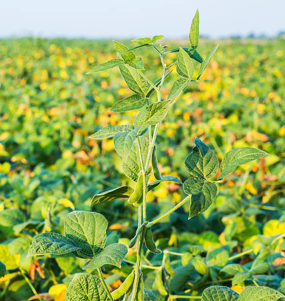 istock Green soybean plants close-up shot. 471413376
