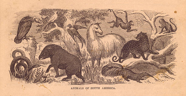 Old black and white illustration of some animals native to South America, from the 1800's. 