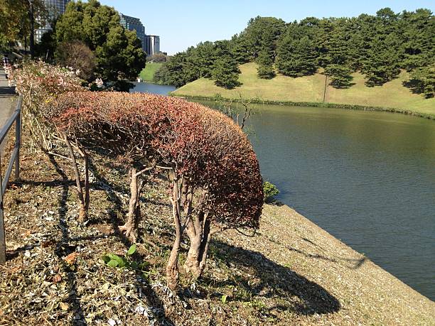 istock park in Tokyo, summer 471413698