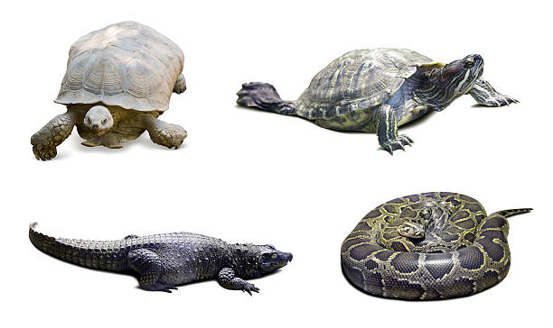 istock Set of reptilian 471413784