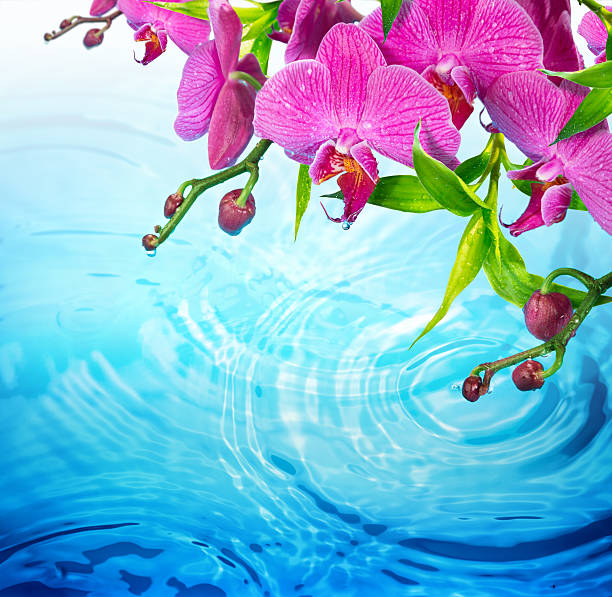 istock orchid and bamboo leaves on wave of water 471413852