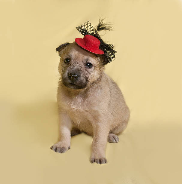 istock Little yellow puppy in red hat sits on yellow 471413920