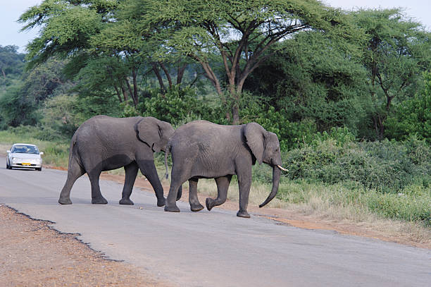 istock Elephants crossing the road 471414291