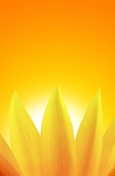 istock Sunflower detail over sunset sky 471414893