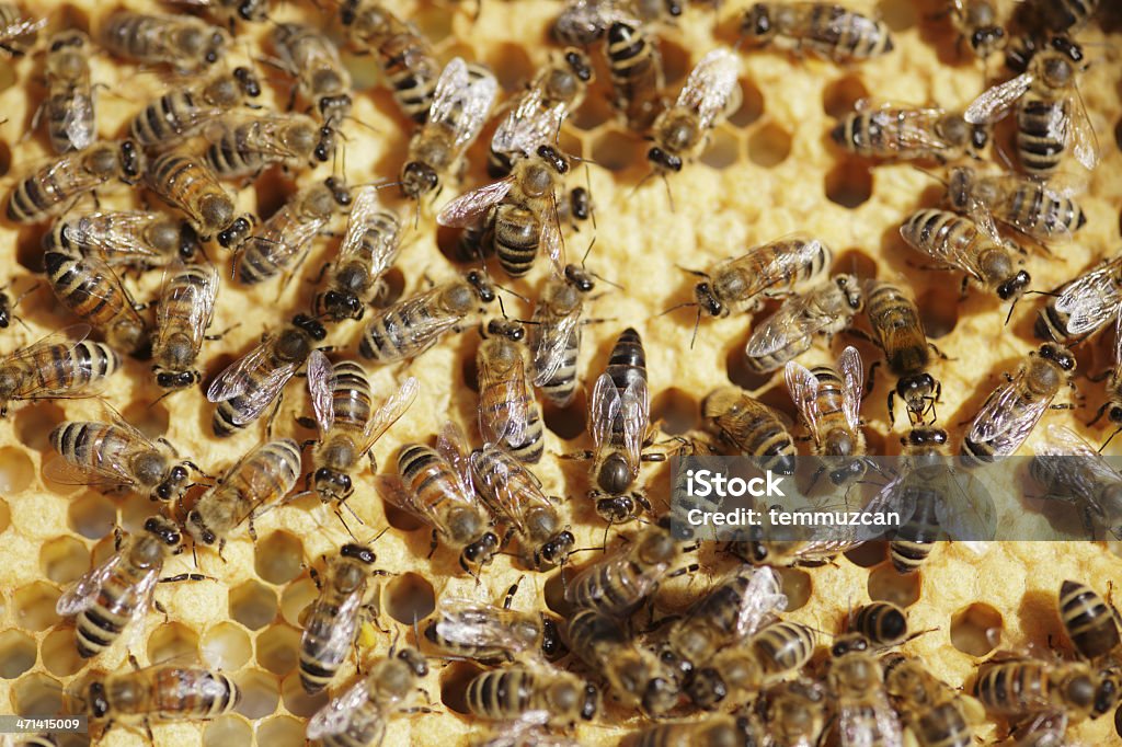Bees - Lizenzfrei Aktivitäten und Sport Stock-Foto
