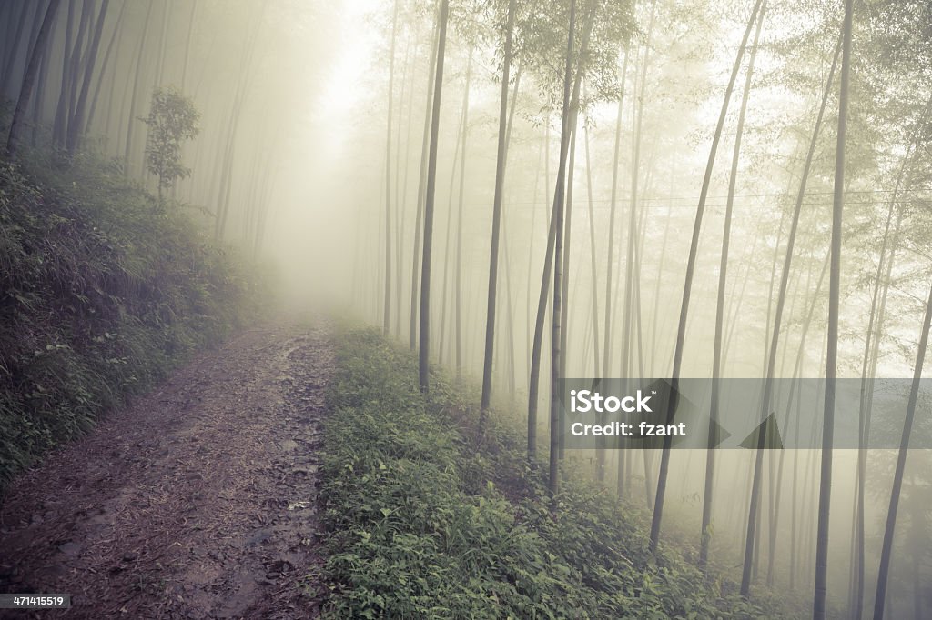 Terreno strada che conduce attraverso la foresta di nebbia - Foto stock royalty-free di Albero