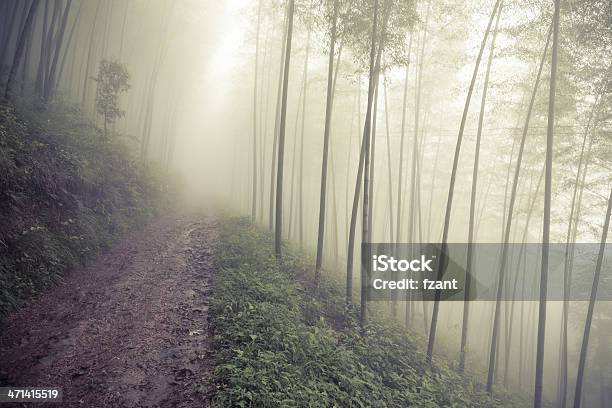 Terreno Strada Che Conduce Attraverso La Foresta Di Nebbia - Fotografie stock e altre immagini di Albero