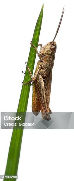 Foto de Gafanhoto Chorthippus Montanus Popa Na Frente De Fundo Branco e mais fotos de stock de Animal