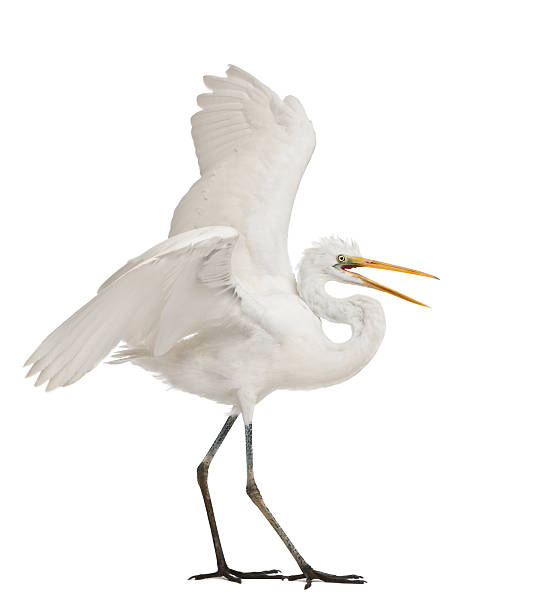 istock Great Egret, Ardea alba, standing in front of white background 471415903
