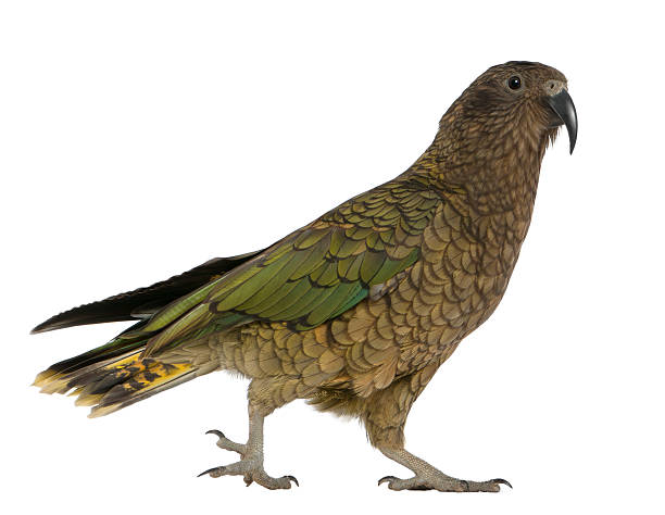 istock Kea, Nestor notabilis, a parrot, standing 471415909