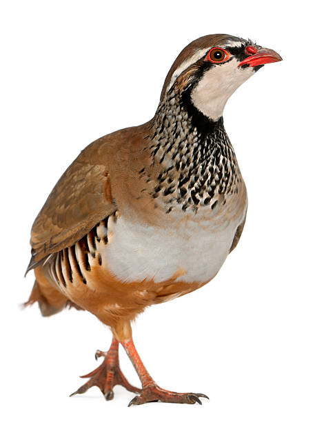 Red-legged or French Partridge, Alectoris rufa, on white