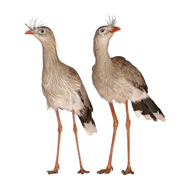 istock Male and Female Red-legged Seriema 471415913