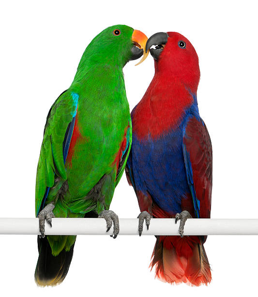 istock Male and Female Eclectus Parrots 471415939