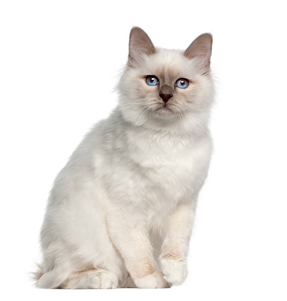 istock Portrait of Birman cat, 5 months old, sitting 471415943