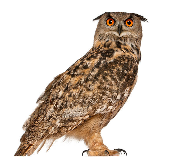 istock Portrait of Eurasian Eagle-Owl 471415945