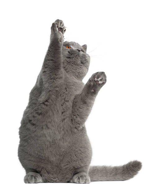 istock British Shorthair cat, 5 months old, sitting 471415947
