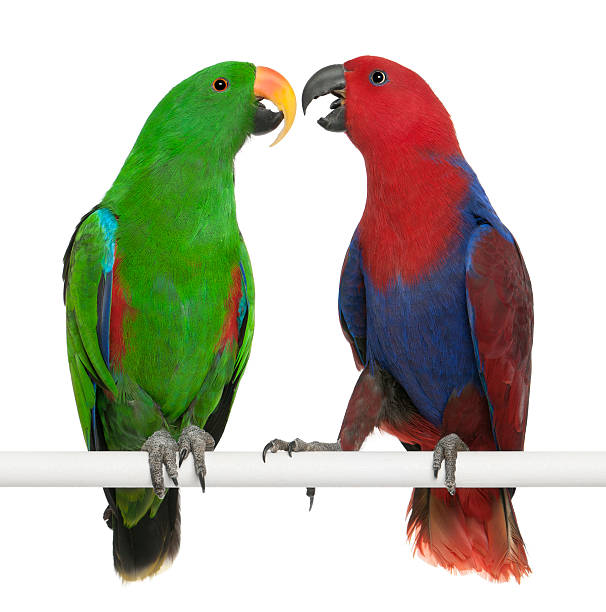 istock Male and Female Eclectus Parrots 471415961