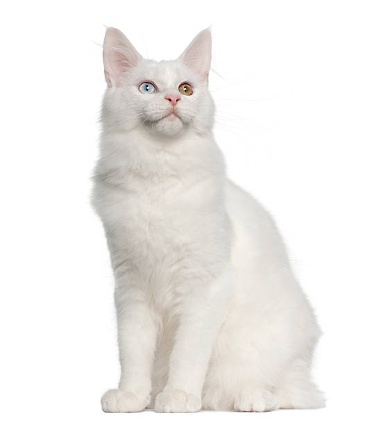 istock Maine Coon cat, 5 months old, sitting 471415963
