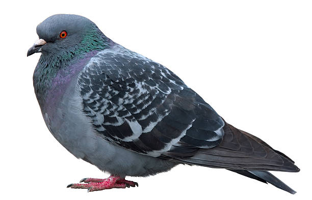 istock dove. Grey pigeon Shooting on street 471416332