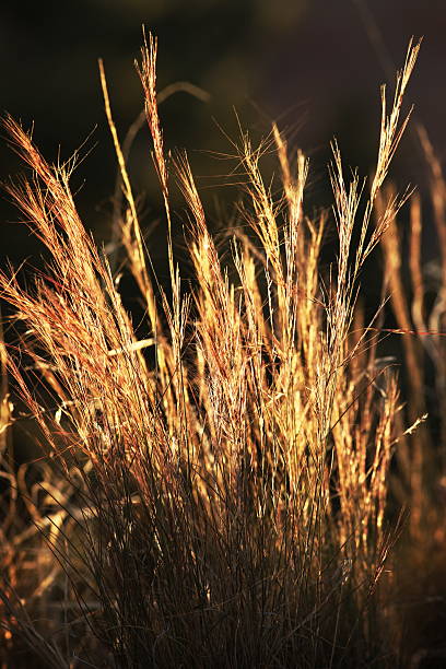 hordeum murinum foxtail hierba retroiluminado - long grass uncultivated plant stage plant condition fotografías e imágenes de stock