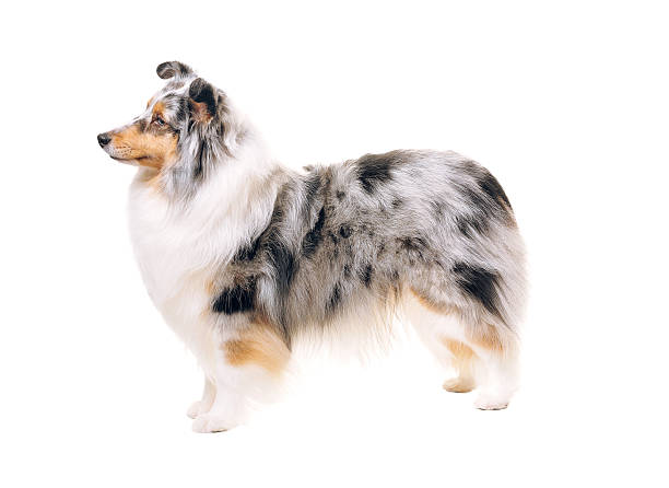 istock Shetland Sheepdog dog standing side view 471418167