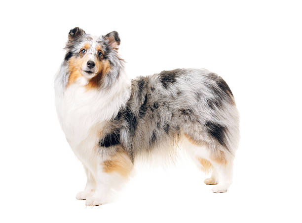 istock Shetland Sheepdog dog standing side view 471418171
