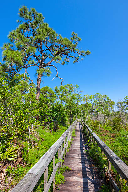 эверглейдс, флорида, сша - florida big cypress swamp national preserve footpath boardwalk стоковые фото и изображения