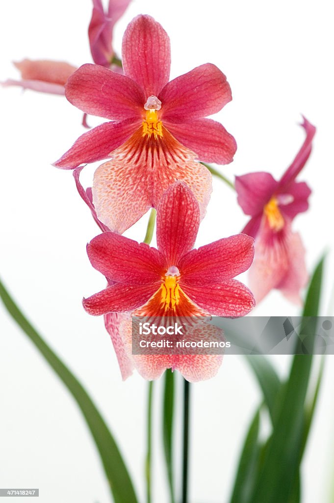 Wunderschöne Red Orchid - Lizenzfrei Ast - Pflanzenbestandteil Stock-Foto