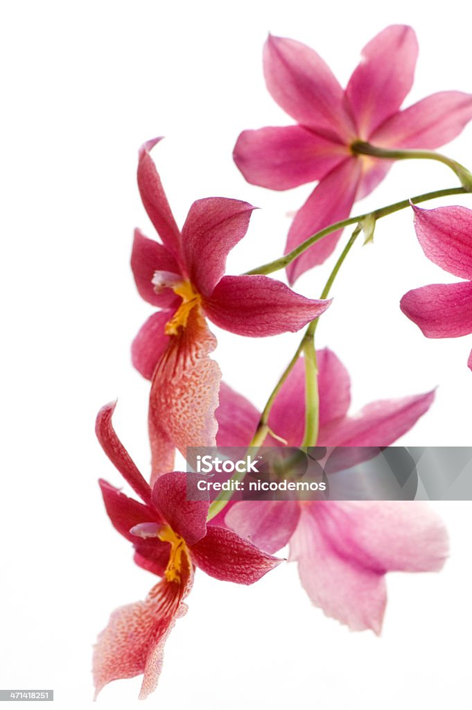 Orquídea cor-de-rosa - Foto de stock de Beleza royalty-free