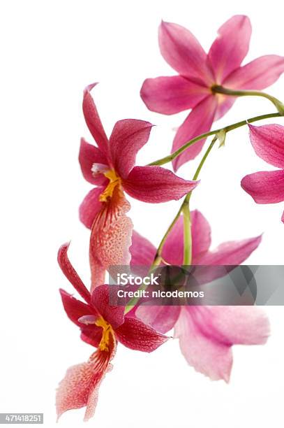 Foto de Orquídea Corderosa e mais fotos de stock de Beleza - Beleza, Beleza natural - Natureza, Cabeça da flor