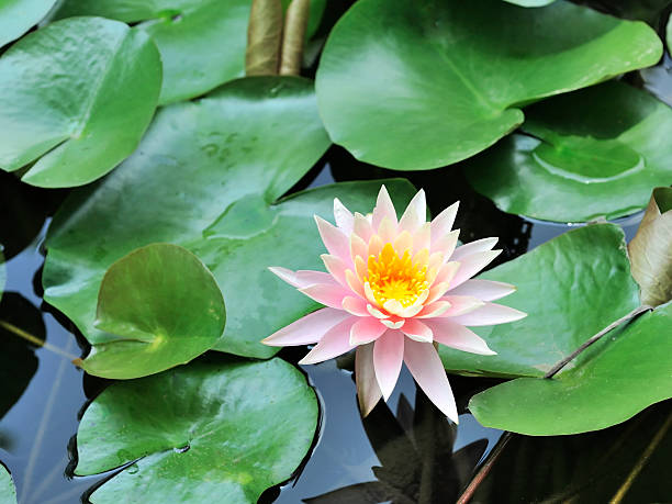 istock water lily in the pond 471419129