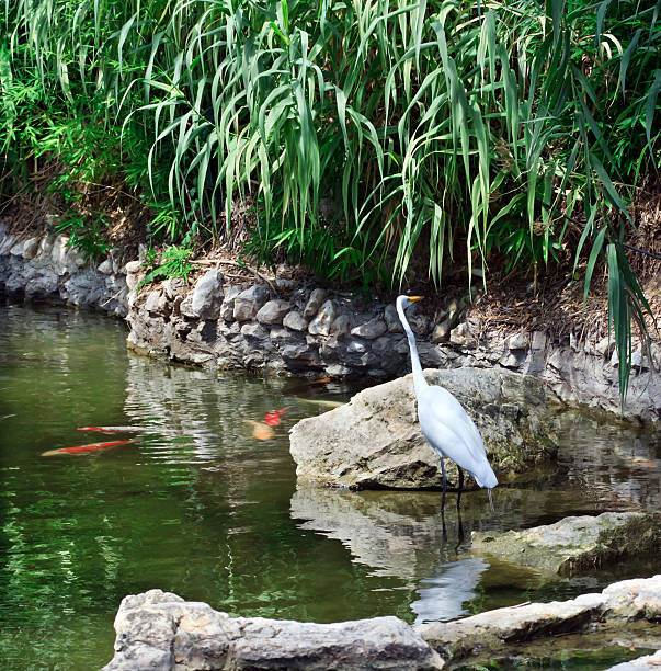 Egret in Pond stock photo